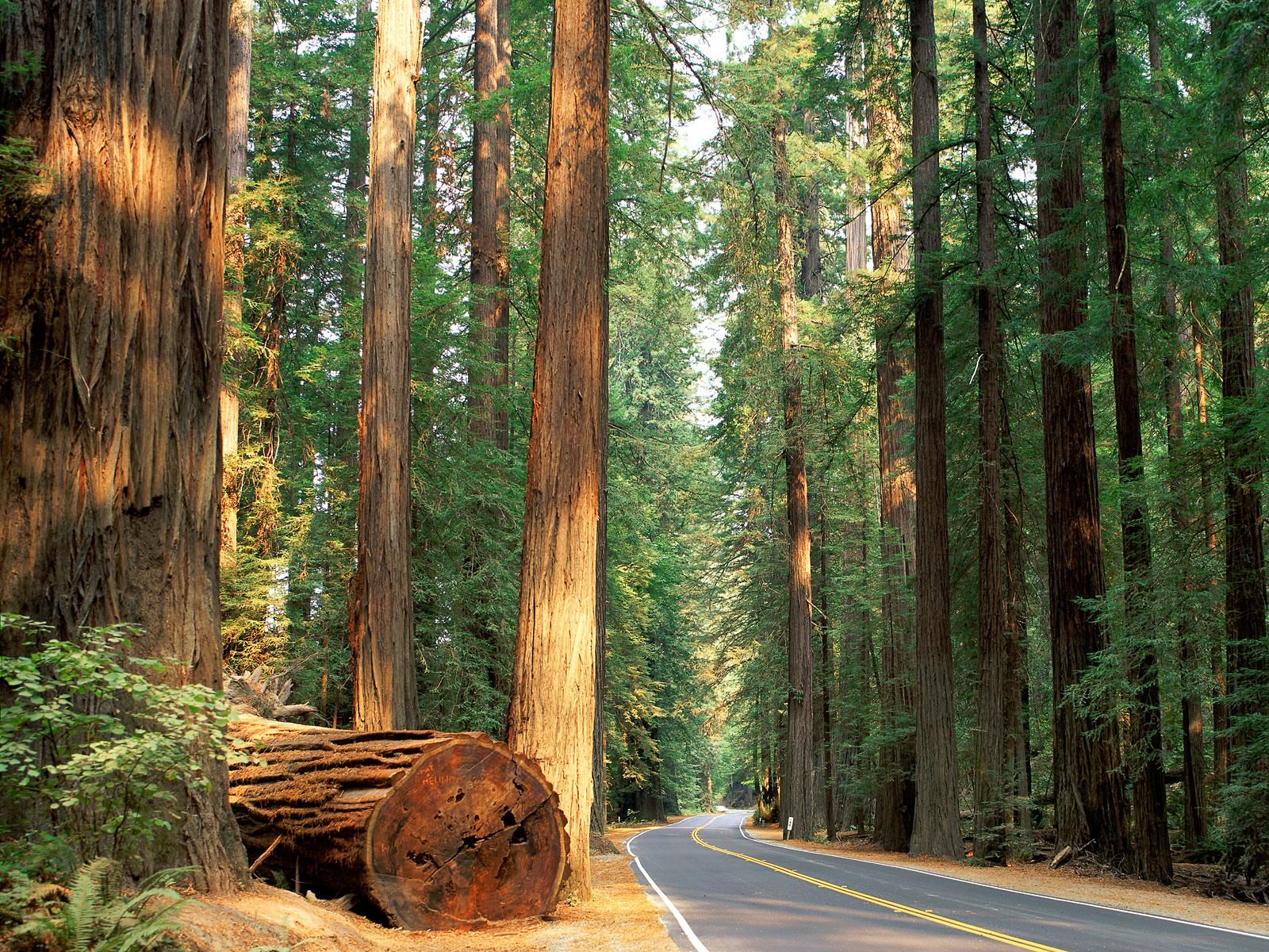[Avenue+of+the+Giants,+Humboldt+Redwood+State+Park,+California.jpg]