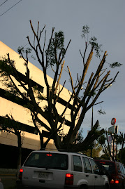 La poda recientemente hecha a estos laureles