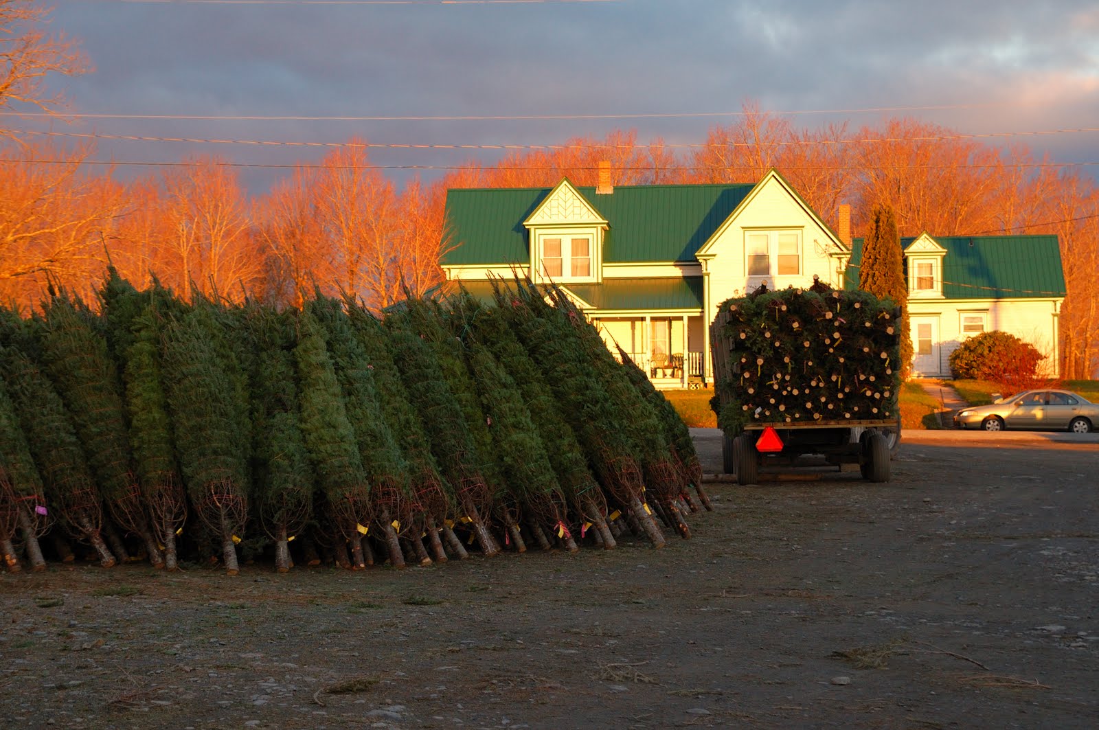 My Life in Pictures Lunenburg County Christmas tree capital of the world