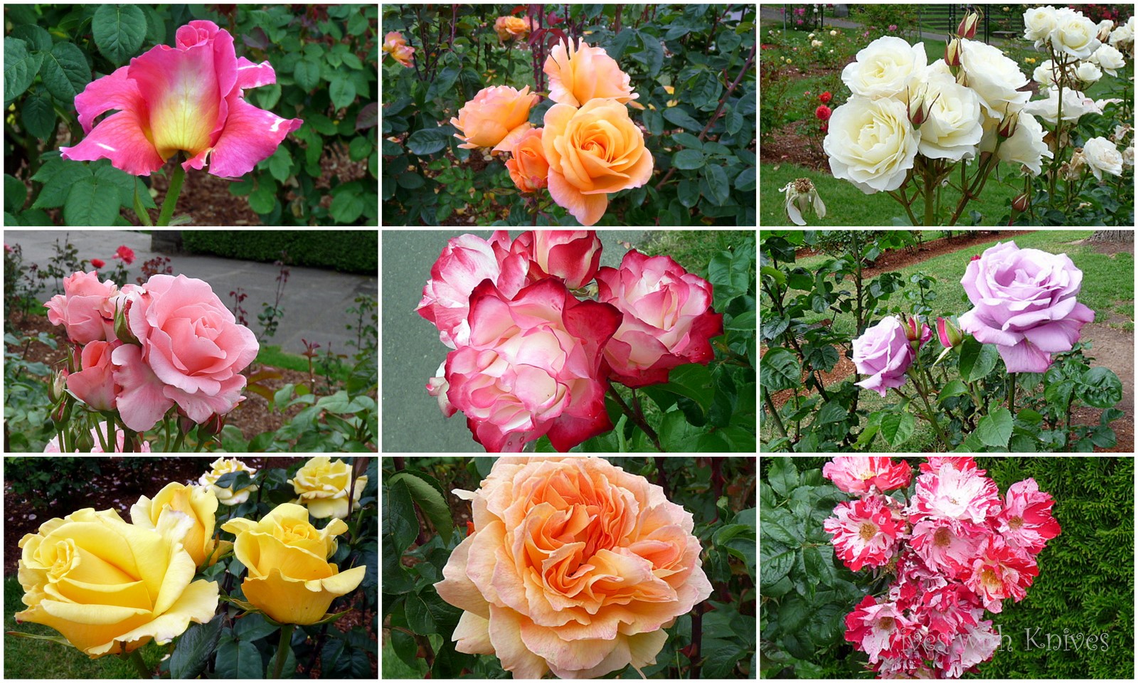 Portland S International Rose Test Gardens At Washington Park