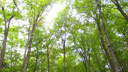 Parc de la Gatineau (img )