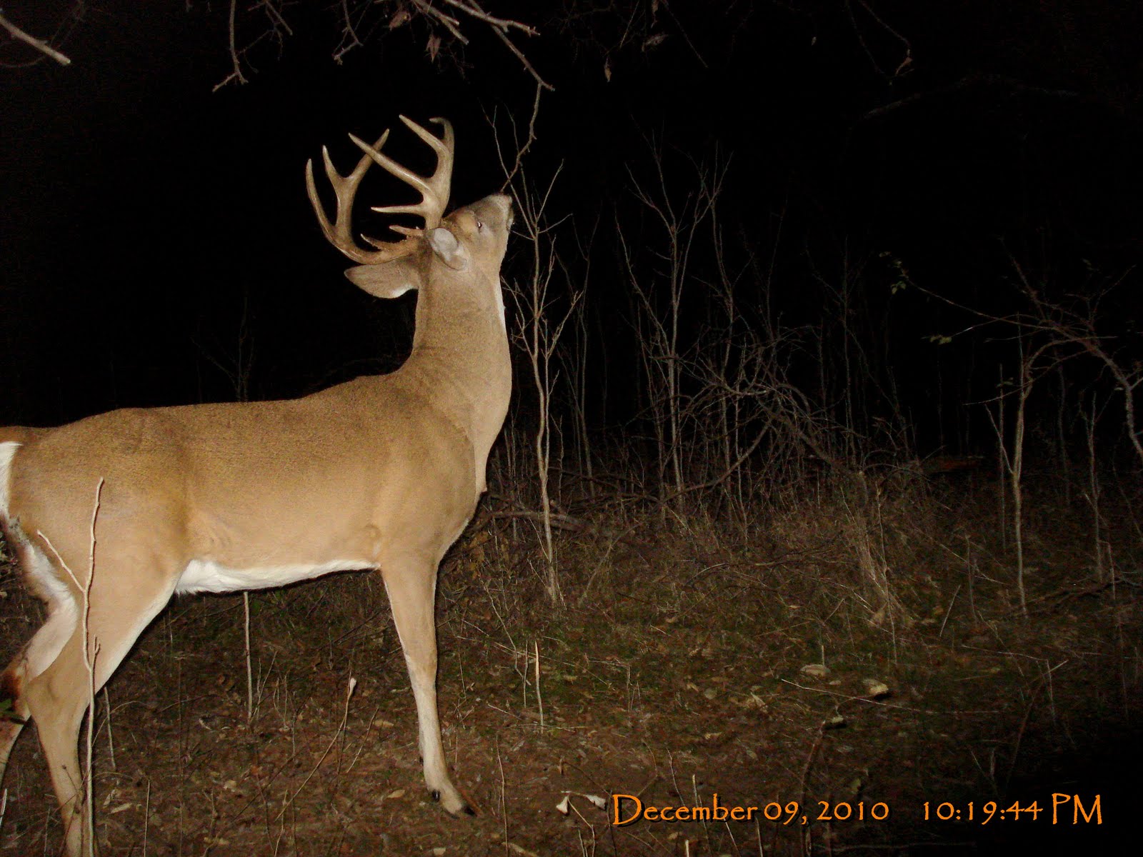 Rob's Hunting Journal Big Bucks in Camera Test Site