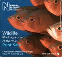 Natural History Museum Print Sale Poster showing a detail from Barbara Karen's photo of a school of crescent-tail big eyes (2007)