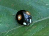 Harlequin Ladybird (Harmonia axyridis) part photo, part artist's impression (I.C.)