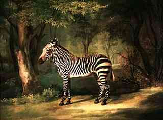 George Stubbs - Zebra 'Button' (1763)