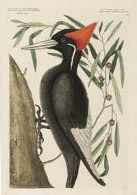 Mark Catesby - Larger White-Bill Woodpecker, hand-coloured etching from The Natural History of Carolina, Florida and the Bahama Islands, London, 1731-1743, © Sotheby's Images