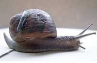 Snail Fitted With RFID (2008)