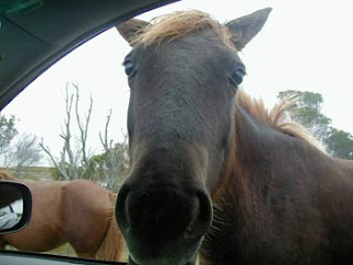 horse bud