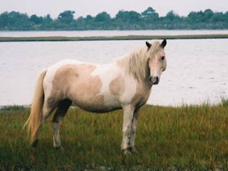 white horse