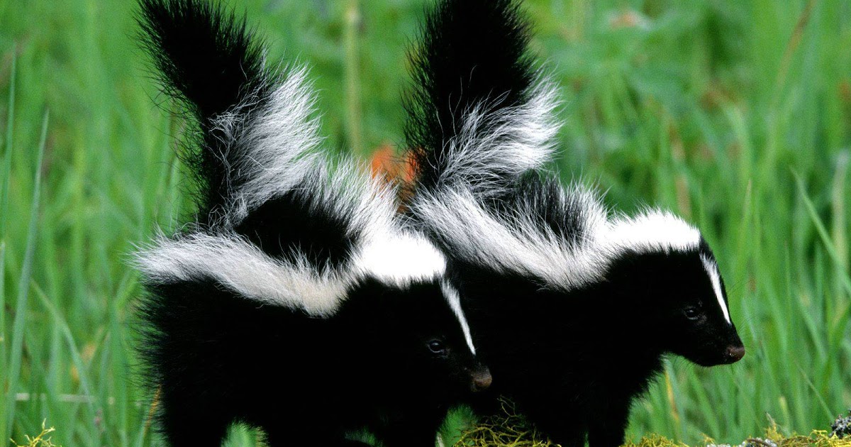 Quick n Brite Quick Cleaning Tips How to remove Skunk Odor from Pets