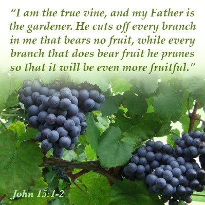 fruit of the vine