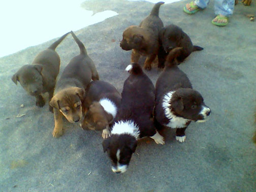 [Pups3-1.jpg]