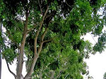 Jenis-jenis Pohon Untuk Penghijauan