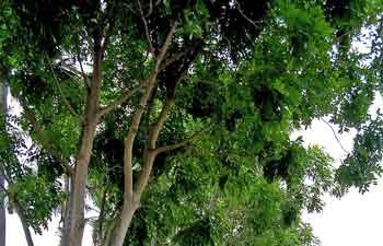 Jenis-jenis Pohon Untuk Penghijauan