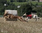 Lure Coursing & Racing