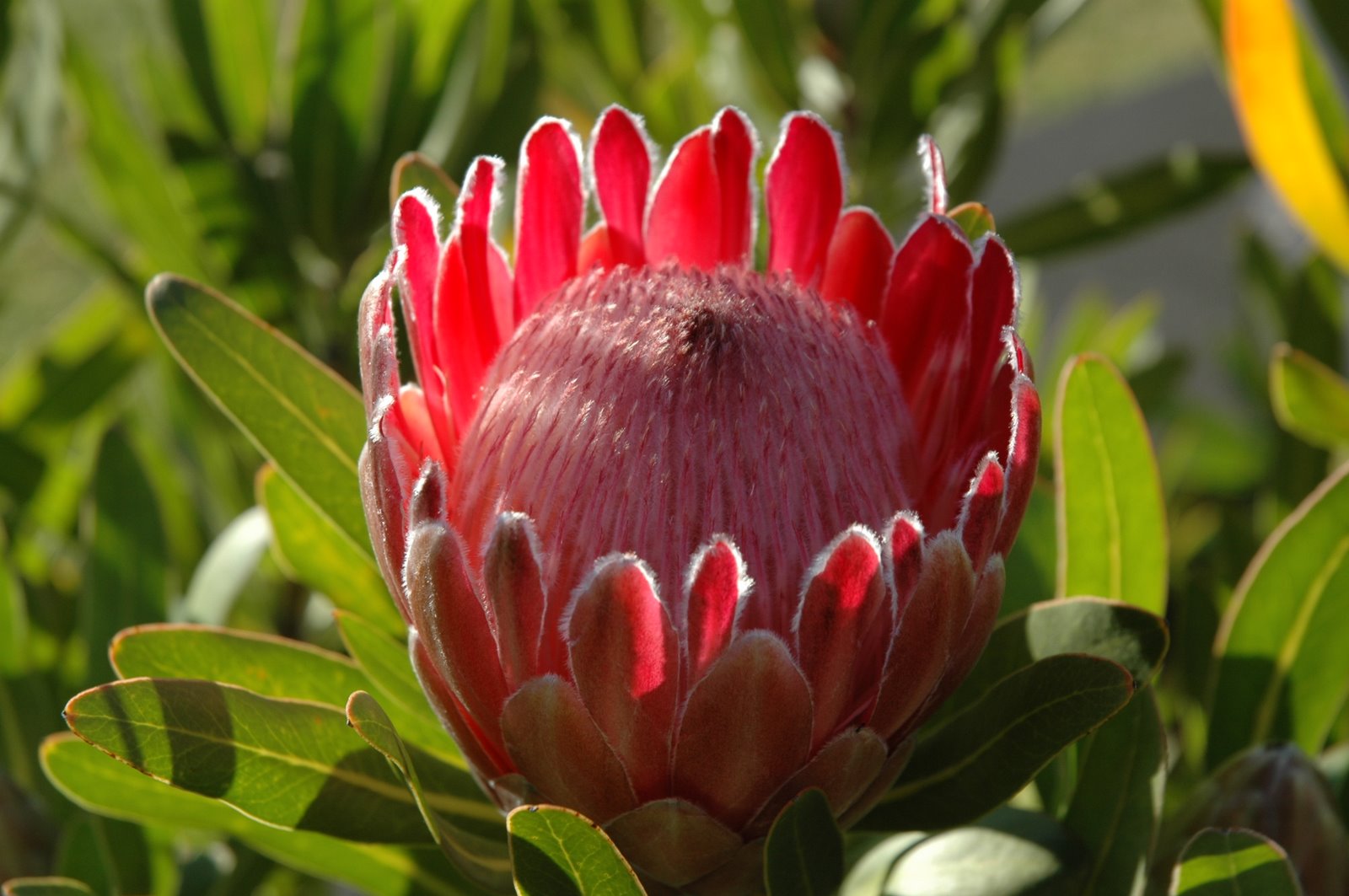 [PROTEAS_IBISCOS+005.jpg]