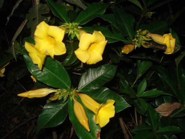 [alamanda+-+09-+pq.JPG]