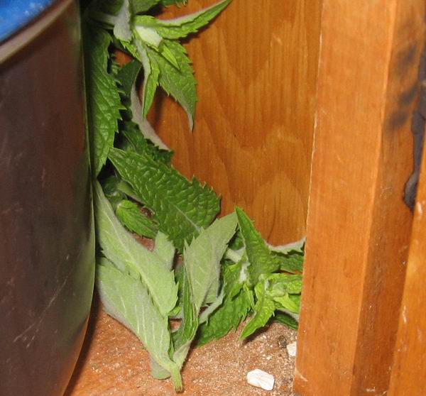 Green and Chewy Of Mice and Mint