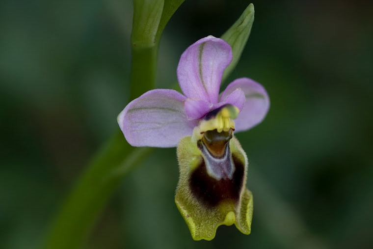 Orquídea, Camí Real