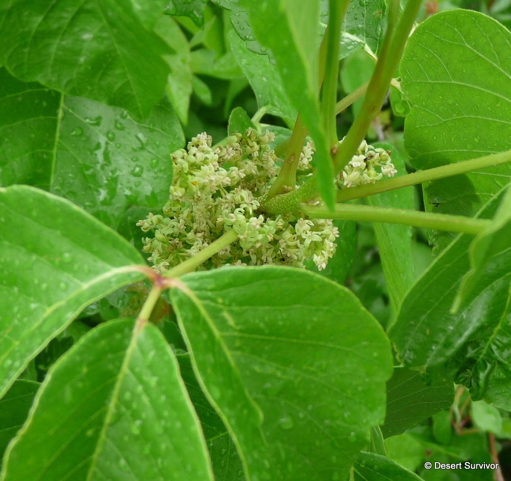 A Plant a Day Western Poison IvyToxicodendron rydbergii
