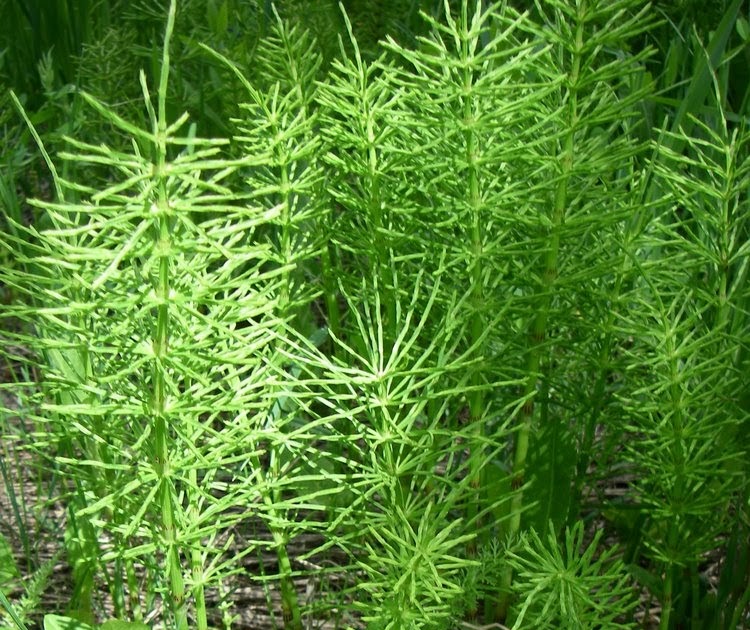 A Plant a Day Field HorsetailEquisetum arvense