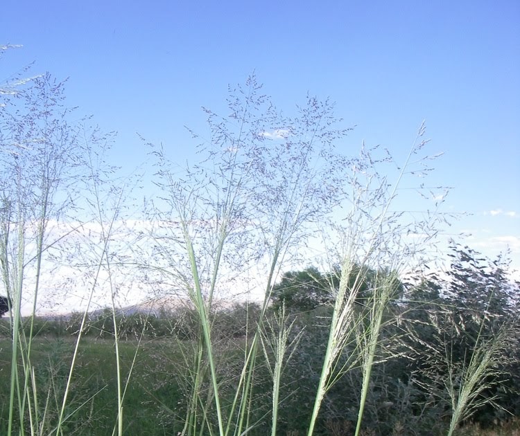 A Plant a Day Alkali SacatonSporobolus airoides