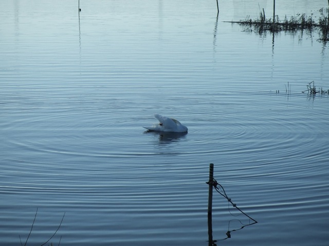[DSCF8100.JPG]