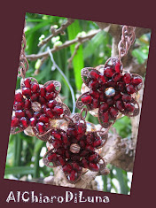 Clicca sull'immagine se vuoi visualizzare...