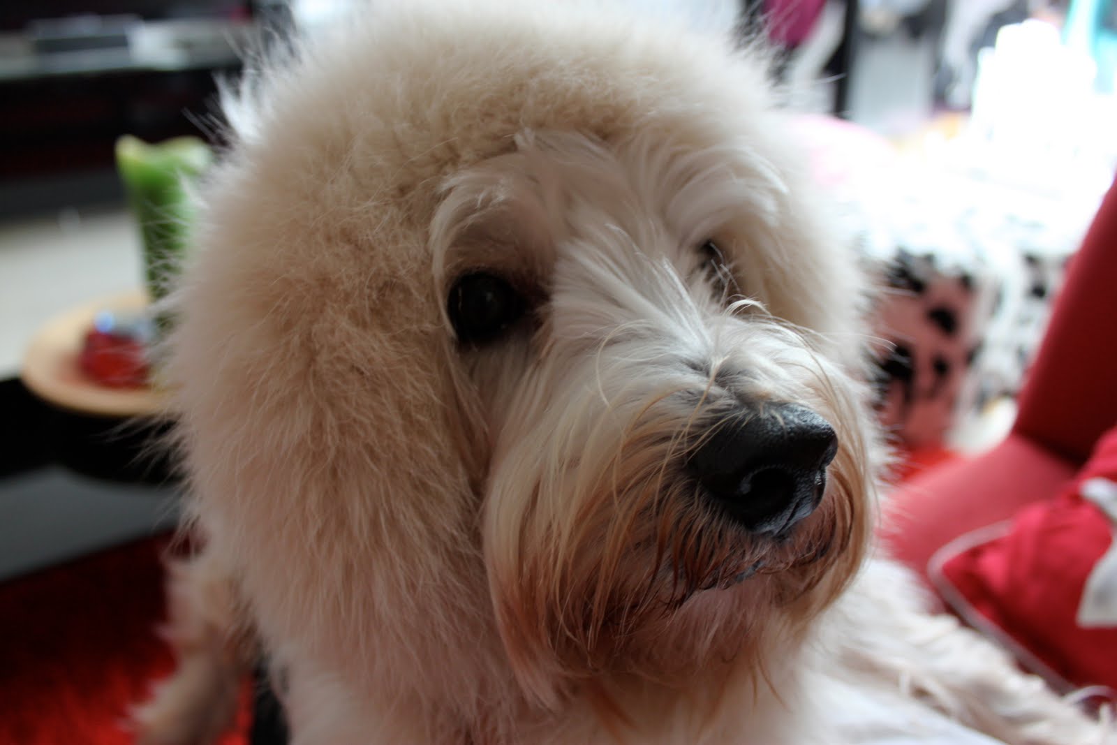 Scoozi Town Hair Extensions for dogs