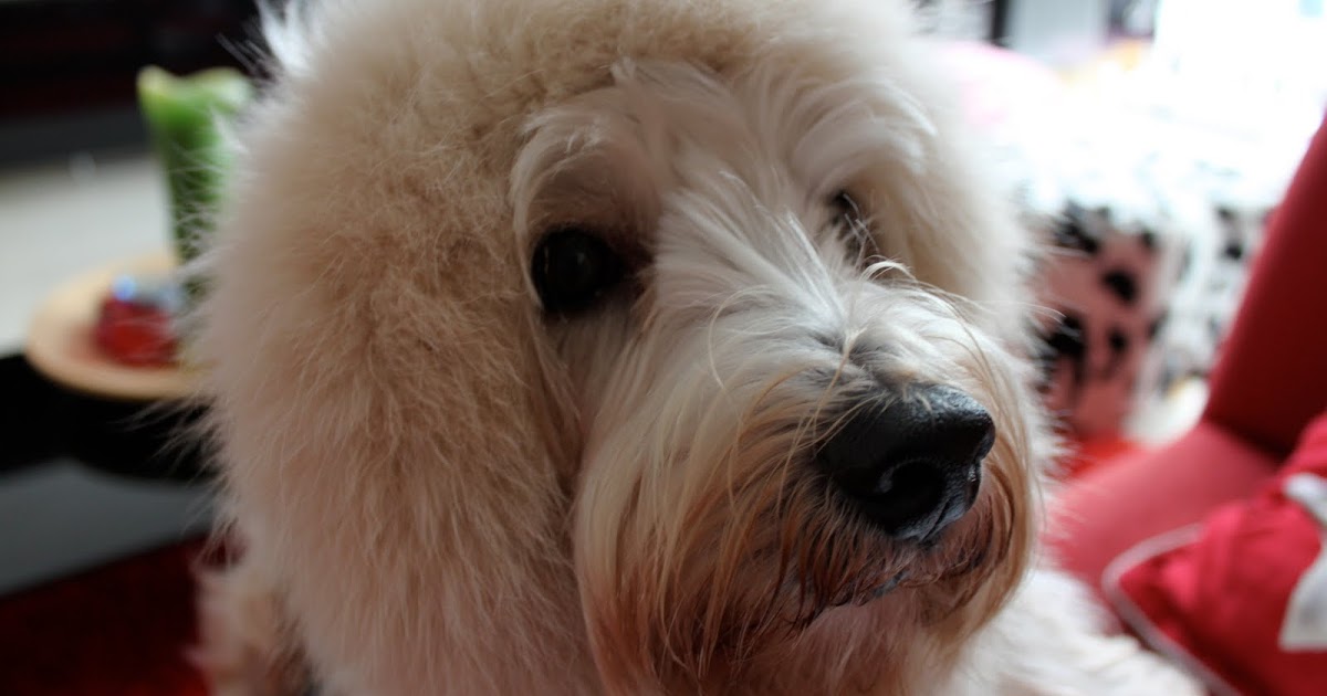 Scoozi Town Hair Extensions for dogs