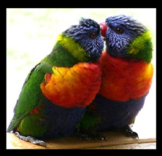 [lovebirds.jpeg]
