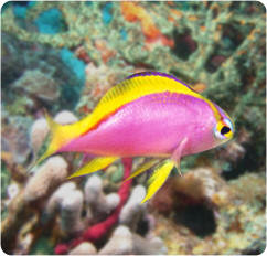 Anthias