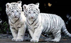 White Tiger