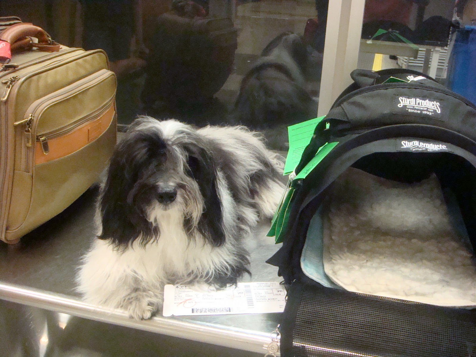 To Dog With Love How to Prepare Your Dog for a Long Plane Flight