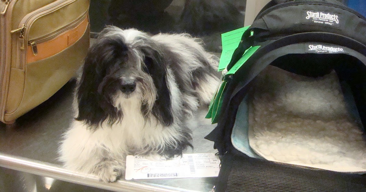 To Dog With Love How to Prepare Your Dog for a Long Plane Flight