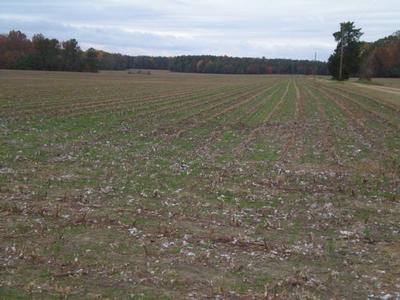 [Southampton+VA+Cotton+Field.jpg]
