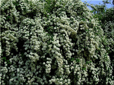 Spiraea vanhouttei - Спирея Вангутта