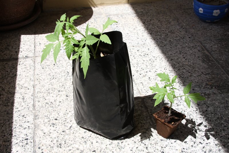 [IMG_2448_resize.JPG]