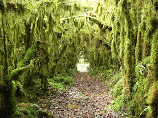 Gourgue JungleKey.fr Image