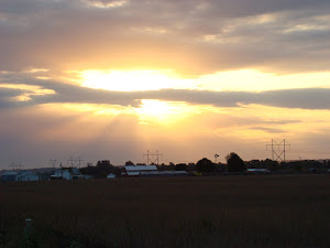 Carolyn's Pumpkin Patch in the Morning