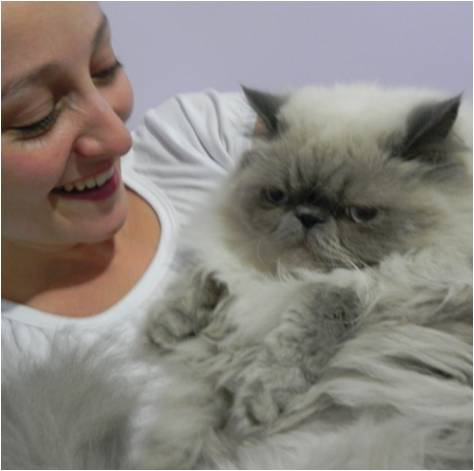 GATO COMPRAR gato comprar: