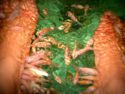 Fish Spa