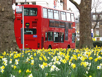 Daffodils in Brook Green, Hammersmith