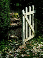 Magnolia petals and a garden gate