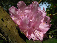 Isabella Plantation