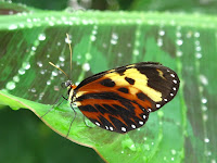 Heliconius numata