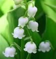 [muguet.jpg]