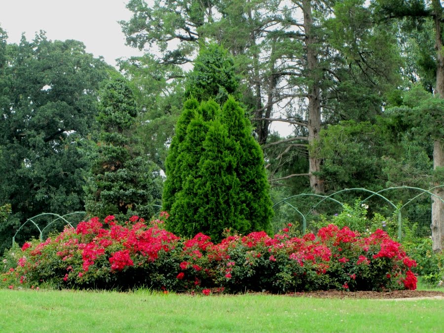 Tulsa Gentleman Ruby Tuesday Tulsa Rose Garden