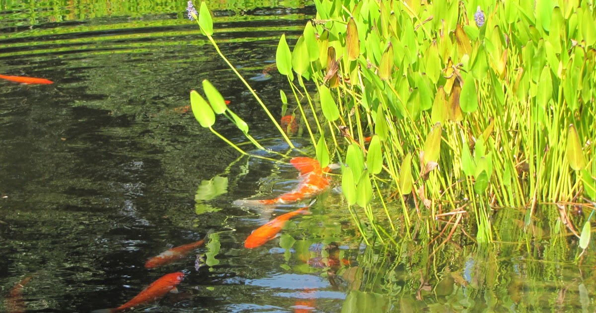 koi-pond-algae-on-rocks-8.jpg