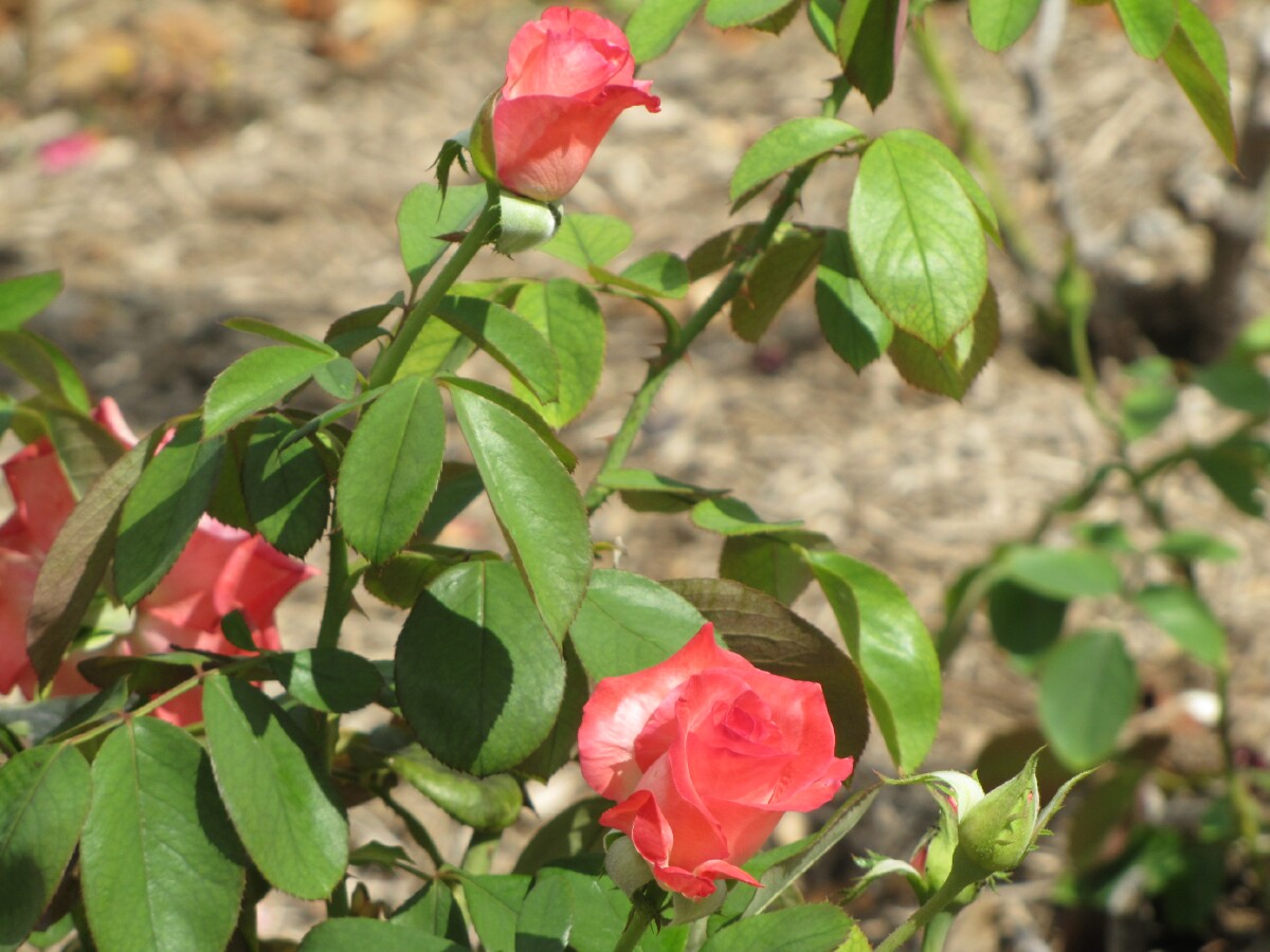 Annie S Gardening Corner May 2013